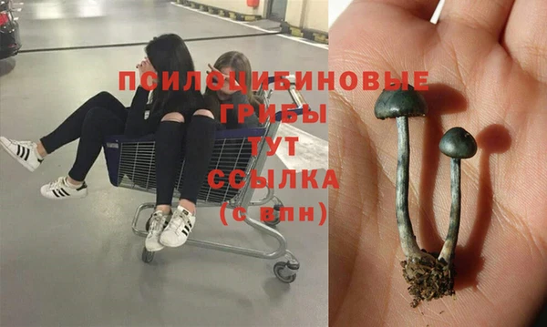 ГАЛЛЮЦИНОГЕННЫЕ ГРИБЫ Белокуриха